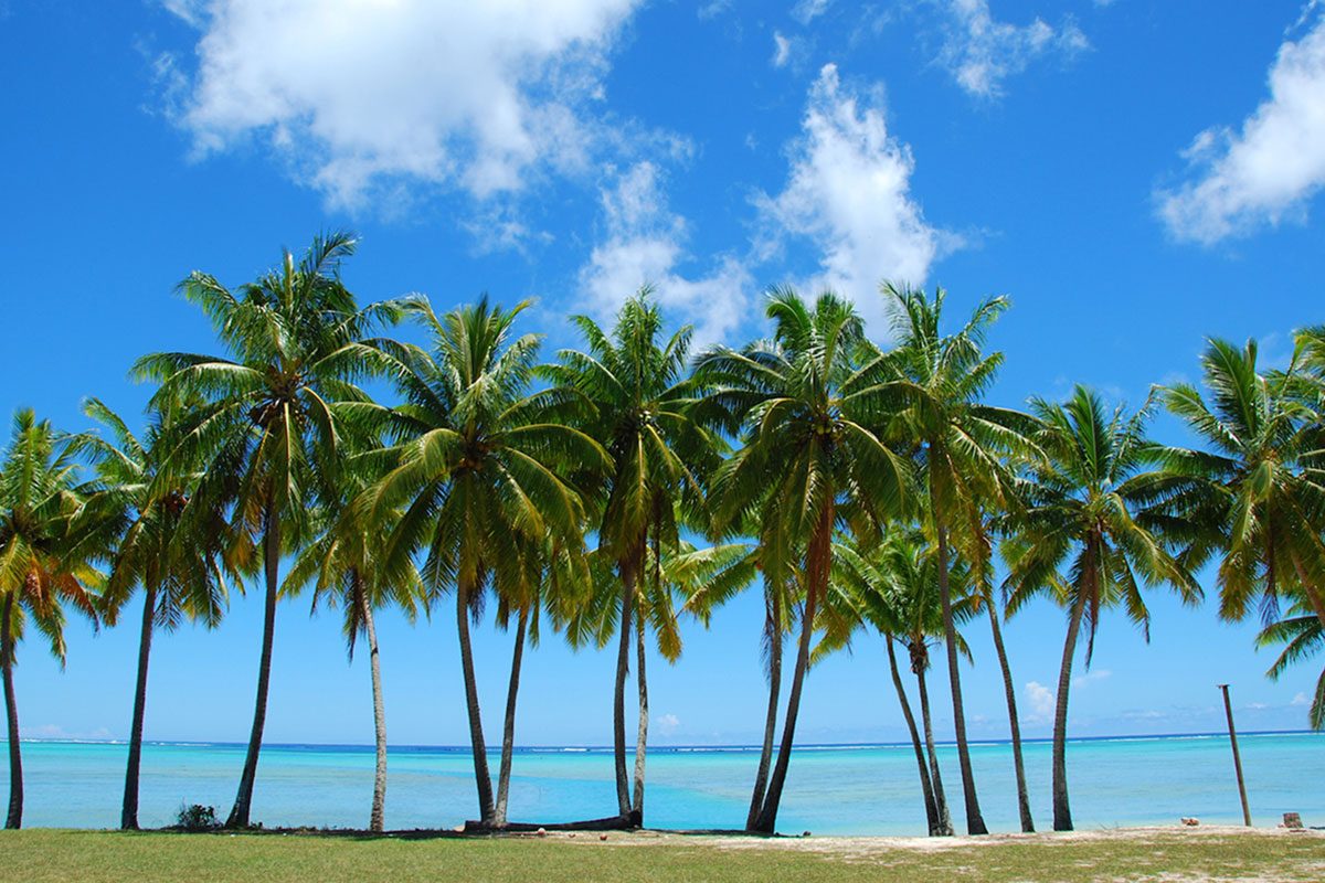 Palm Trees in Florida