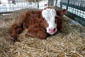 Green Meadows Petting Farm in Florida